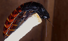 Hissing cockroach Gromphadorhina .portentosa.JPG