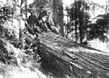 Group of men with large felled tree, 1900-1910 (WASTATE 3113).jpeg