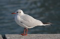 Black-headed Gull with winter plumage
