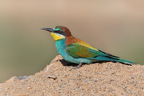 European Bee-eater (Merops apiaster) at Ichkeul NP