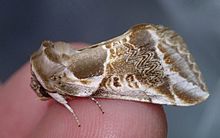 Habrosyne scripta (Gosse) .jpg