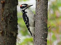 Woodpecker, Hairy ♂ Picoides villosus