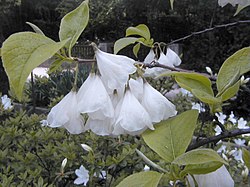 Halesia monticola.jpg