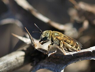 Fortune Salaire Mensuel de Halictus Subauratus Combien gagne t il d argent ? 2 216,00 euros mensuels