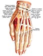 Schéma des tendons d’une main humaine.