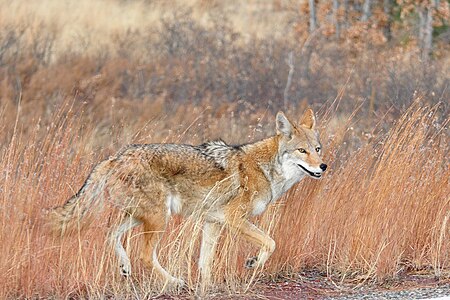 Tập_tin:Happy_Coyote_Bandeler_Los_Alamos_NM.jpg