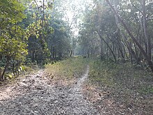 Haringhata Forest beside Dairy farm. Nadia Haringhata forest.jpg