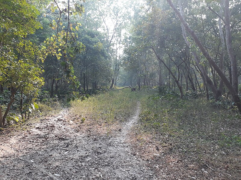 File:Haringhata forest.jpg