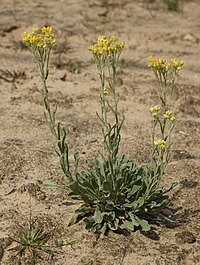 Helichrysum arenarium