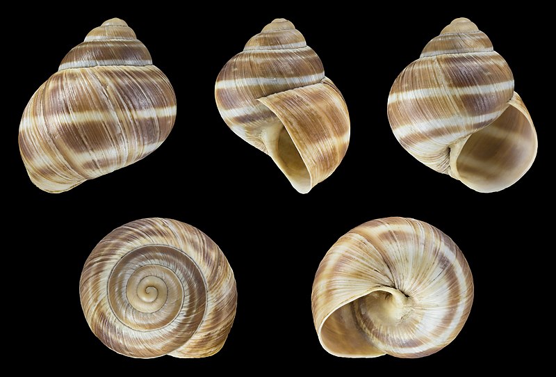 File:Helix pomatia 005.jpg