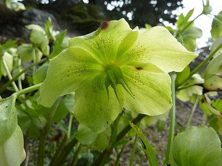 Helleborus odorus