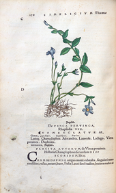 Herbarum vivae eicones-1-52-178.png