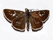 Hesperiidae - Polytremis pellucida.JPG