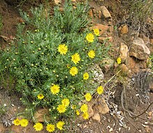 Heterolepis aliena Rock Daisy IMG 2030s.jpg