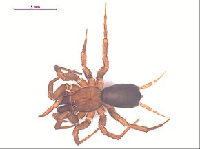 Beschrijving van de afbeelding Hexura picea.jpg.