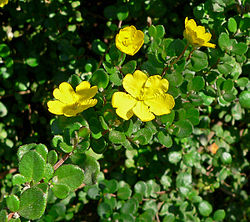 Ru hibbertia (Hibbertia aspera)