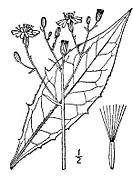 Hieracium lachenalii