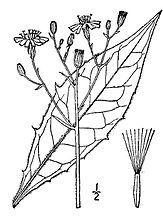 Gewoon havikskruid (Hieracium lachenalii)