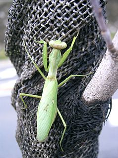 <i>Hierodula patellifera</i> Species of praying mantis