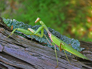 <i>Hierodula transcaucasica</i> Species of praying mantis