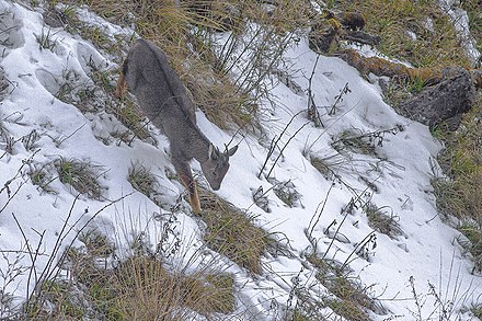 An individual walking on snow in Pangolakha Wildlife Sanctuary