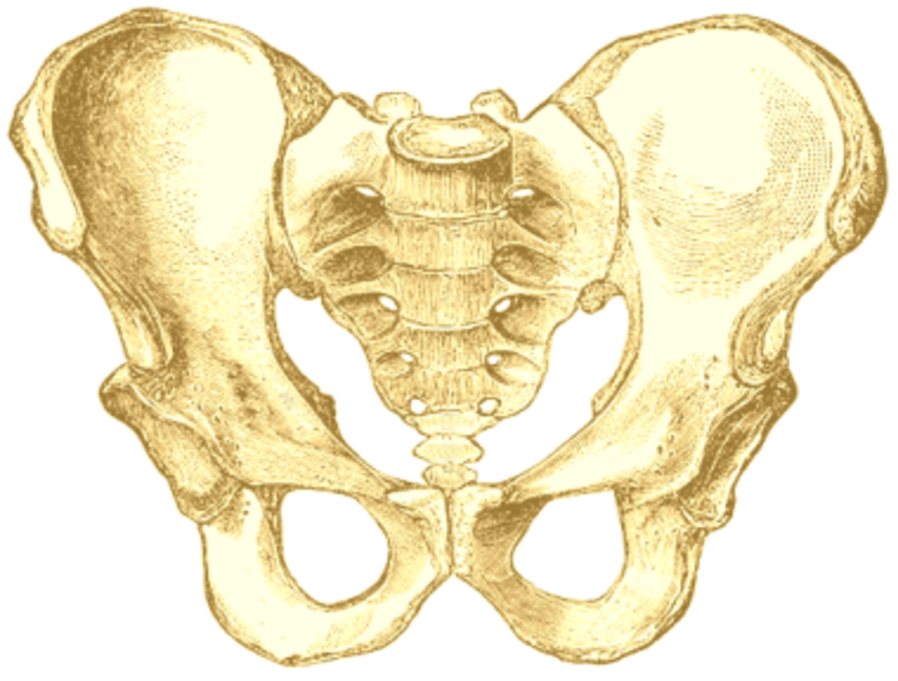 Две тазовые кости. Тазобедренная кость и копчик. Синхондрозы таза. Тазовая кость иконка.