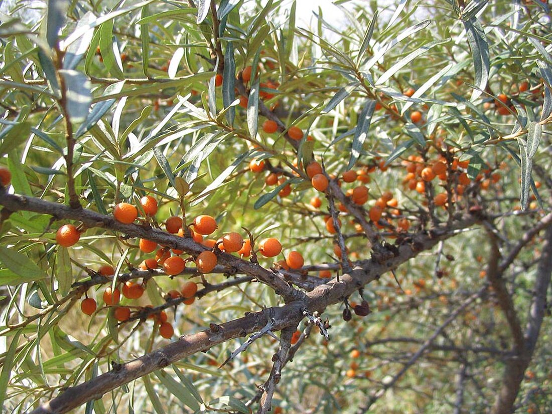 File:Hippophae rhamnoides3.jpg