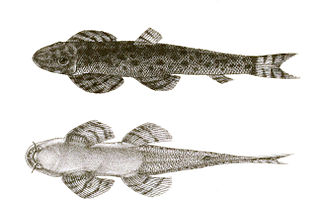 <i>Balitora</i> Genus of fishes