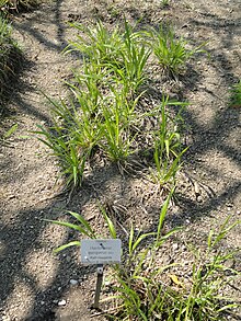 Hordelymus europaeus Hordelymus europaeus - Botanischer Garten Munchen-Nymphenburg - DSC07888.JPG