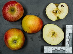 Ansicht der Frucht und Querschnitte