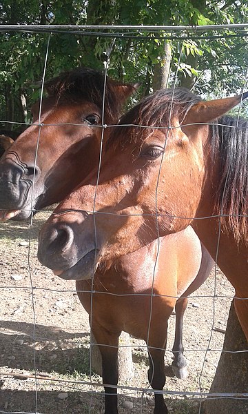 File:Hucul pony in Carpathians, 2017.jpg