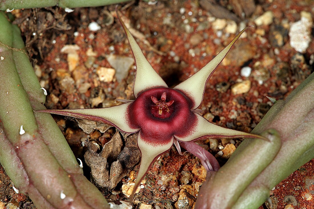 Ceropegia procumbentior