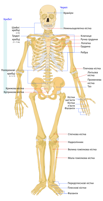 Реферат: Кісткова система людини