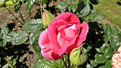 'Eden Rose', 1950