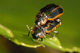 <i>Hydrothassa hannoveriana</i> Species of beetle