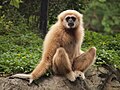 Weißhandgibbon (Hylobates lar)