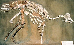 히파크로사우루스 화석