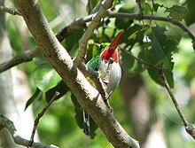 IMG 2932 ekin-puerto-rican-tody.JPG