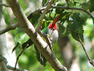 Puerto Rican tody Species of bird