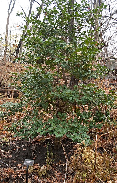 File:Ilex opaca American holly Central Park.jpg