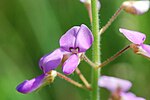 Thumbnail for List of Desmodium species