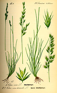 <i>Festuca ovina</i> Species of flowering plant