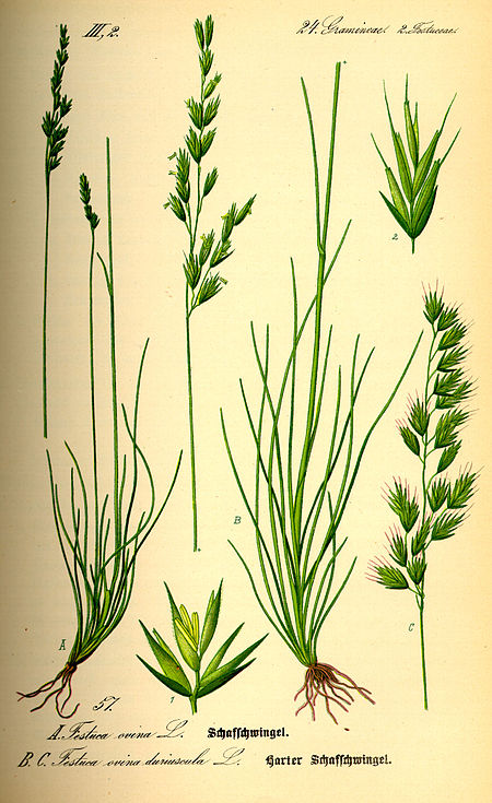 Illustration Festuca ovina0.jpg