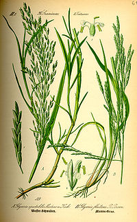 Illustration_Glyceria_maxima0.jpg