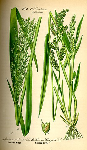 Ilustração Panicum miliaceum