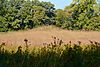 Albany Mounds Site Image Mound at Albany Mounds.jpeg