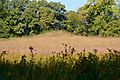 wikimedia_commons=File:Image_Mound_at_Albany_Mounds.jpeg