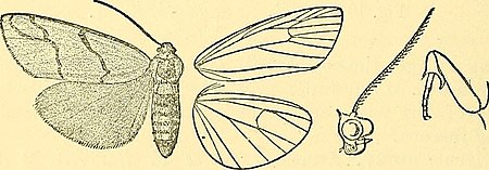 Carcinopodia_furcifasciata