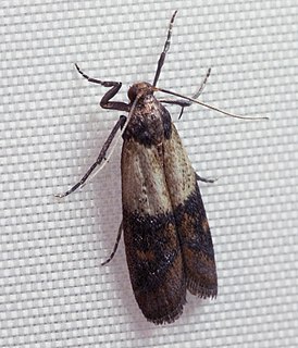 Indianmeal moth Species of moth