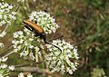 Čeština: Hmyz v přírodním parku Třemšín nedaleko Hutí pod Třemšínem, okres Příbram - ČR English: Insect in Nature park Třemšín, Příbram District in Czech Republic